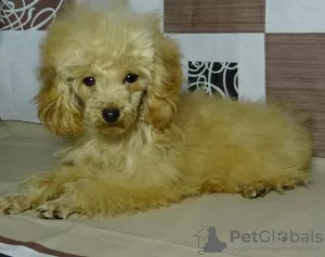 Photos supplémentaires: Fille caniche jouet, tasse à thé en peluche.