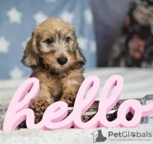 Photos supplémentaires: Chiots lapins teckel à poil dur, garçons, 3 mois