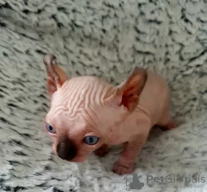 Photo №4. Je vais vendre sphynx en ville de Яроцин. éleveur - prix - 597€