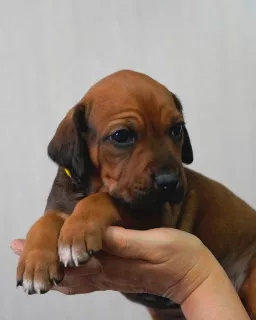 Photos supplémentaires: Beaux chiots Rhodesian Ridgeback