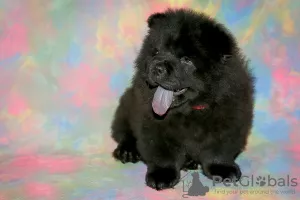 Photo №4. Je vais vendre chow-chow en ville de Москва. éleveur - prix - 432€