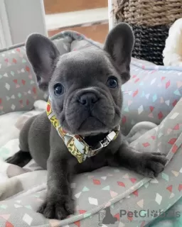 Photo №1. bouledogue - à vendre en ville de Helsinki | 450€ | Annonce №130404