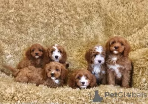 Photo №1. cavalier king charles spaniel - à vendre en ville de Mäntsälä | Gratuit | Annonce №129438