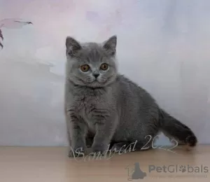 Photo №1. british shorthair - à vendre en ville de Drama | 350€ | Annonce № 65078