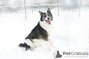 Photos supplémentaires: Merveilleux chien Hanik cherche une maison!