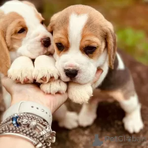 Photo №4. Je vais vendre beagle en ville de Cottbus. annonce privée - prix - 423€