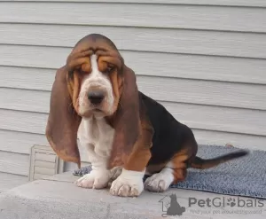 Photo №1. basset hound - à vendre en ville de Benapole | négocié | Annonce №11007