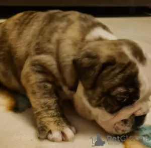 Photos supplémentaires: garçon bouledogue anglais