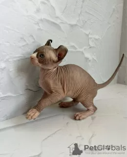 Photo №4. Je vais vendre sphynx en ville de Orlando. annonce privée, éleveur - prix - négocié