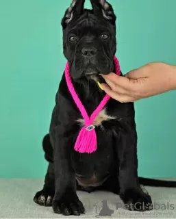 Photo №2 de l'annonce № 62402 de la vente cane corso - acheter à Fédération de Russie annonce privée