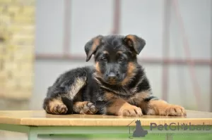 Photos supplémentaires: chien de race berger allemand