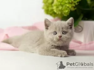 Photo №1. british shorthair - à vendre en ville de Garmisch-Partenkirchen | négocié | Annonce № 125401