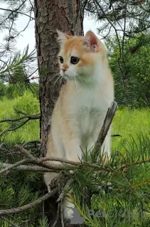 Photo №2 de l'annonce № 64563 de la vente british shorthair - acheter à Fédération de Russie de la fourrière