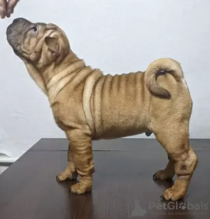 Photo №4. Je vais vendre shar pei en ville de Kalouga. annonce privée - prix - négocié