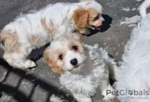 Photo №3. Chiots Cavachon affectueux. Lituanie