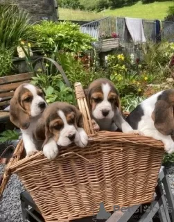 Photo №3. Pedigree des chiots Beagle. Lituanie