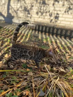 Photos supplémentaires: Superbe bengal en élevage