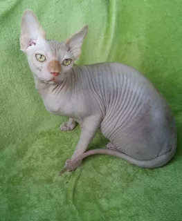 Photos supplémentaires: Sphynx canadien couleur rare