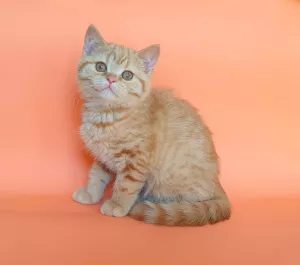 Photo №1. british shorthair - à vendre en ville de Minsk | 228€ | Annonce № 6013