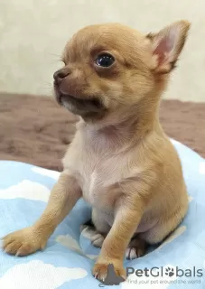 Photo №1. chihuahua - à vendre en ville de Sotchi | négocié | Annonce №11194