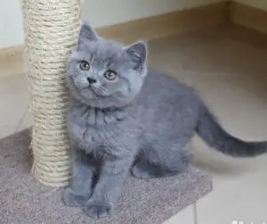 Photo №1. british shorthair - à vendre en ville de Varna | 500€ | Annonce № 716