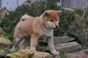 Photo №3. Chienne Shiba Inu. Fédération de Russie