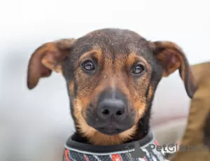 Photo №1. chien bâtard - à vendre en ville de Москва | Gratuit | Annonce №128081