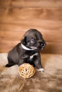 Photo №1. schnauzer moyen - à vendre en ville de Kharkov | 353€ | Annonce №5805