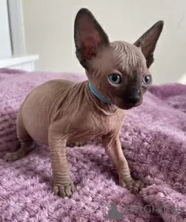 Photo №1. sphynx - à vendre en ville de Cracovie | 400€ | Annonce № 109370