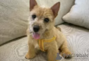 Photo №2 de l'annonce № 126984 de la vente norwich terrier - acheter à Allemagne annonce privée