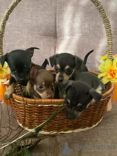 Photos supplémentaires: Vente de chiots toy terrier