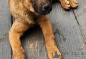 Photo №2 de l'annonce № 126900 de la vente malinois - acheter à Allemagne annonce privée