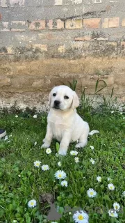 Photo №1. labrador retriever - à vendre en ville de Jakovo | négocié | Annonce №100940