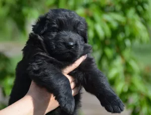 Photo №3. chiots berger allemand à poil long garçons et filles KSU / FCI, 33 jours, livre. Ukraine