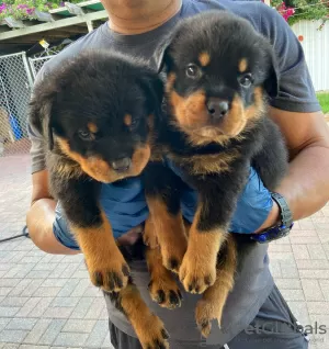 Photo №1. rottweiler - à vendre en ville de Амстердам | 300€ | Annonce №44026