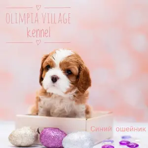 Photo №2 de l'annonce № 1813 de la vente cavalier king charles spaniel - acheter à Fédération de Russie de la fourrière