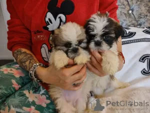 Photo №1. shih tzu - à vendre en ville de Virginia Beach | 473€ | Annonce №63478