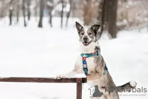 Photo №2 de l'annonce № 129680 de la vente chien bâtard - acheter à Fédération de Russie de l'abri