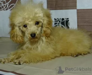 Photos supplémentaires: Fille caniche jouet, tasse à thé en peluche.