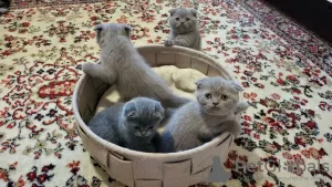 Photo №1. scottish fold - à vendre en ville de Pritzwalk | 500€ | Annonce № 27455