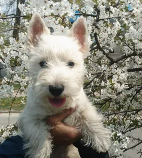 Photo №3. Chiots West Highland White Terrier. Fille Pépinière KSU. Ukraine