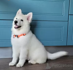 Photo №1. berger blanc suisse - à vendre en ville de Sibiu | Gratuit | Annonce №79381