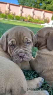 Photos supplémentaires: Chiots Dogue de Bordeaux