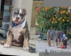 Photo №1. american bully - à vendre en ville de Trieste | négocié | Annonce №109505