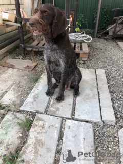 Photo №2 de l'annonce № 7635 de la vente chien d'arrêt allemand à poil dur - acheter à Fédération de Russie éleveur