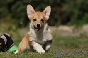 Photo №1. welsh corgi - à vendre en ville de Zaporijia | 700€ | Annonce №79316