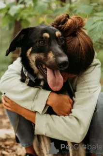 Photo №3. Le chien curieux Buddy cherche un foyer !. Fédération de Russie