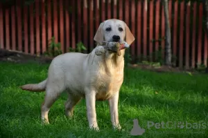 Photo №1. labrador retriever - à vendre en ville de Киурувеси | 1100€ | Annonce №113540