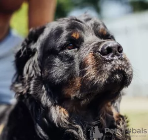 Photo №1. chien bâtard - à vendre en ville de Krasnodar | Gratuit | Annonce №7277