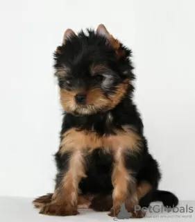 Photo №4. Je vais vendre yorkshire terrier en ville de Minsk. éleveur - prix - 450€